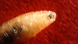 Confirmed US Screwworm case in Livestock beyond Texas by...