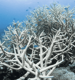 Will Hawaii reach Coral Bleaching Alert Level 1 by December 31, 2026?